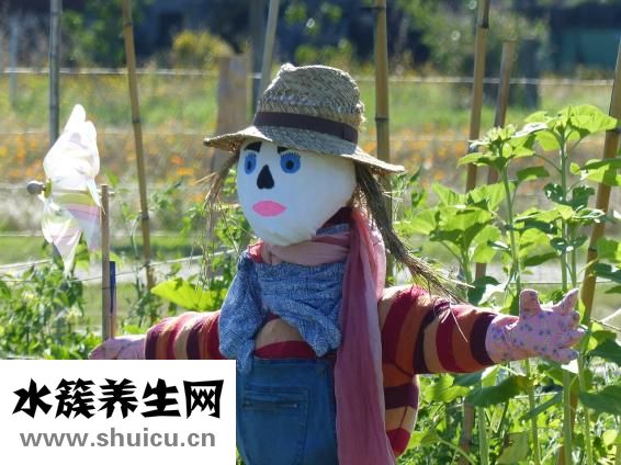 金桔的副作用