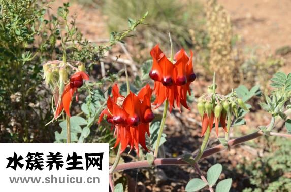 豌豆怎么吃