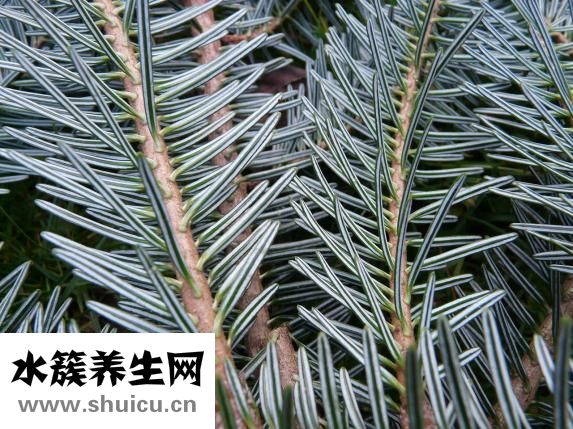 松针治疗脱发