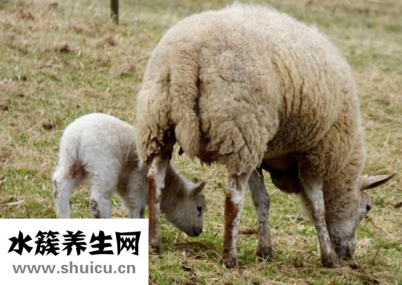 羊肉多少钱一斤