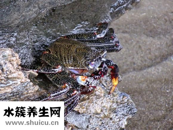 孕妇能不能吃螃蟹