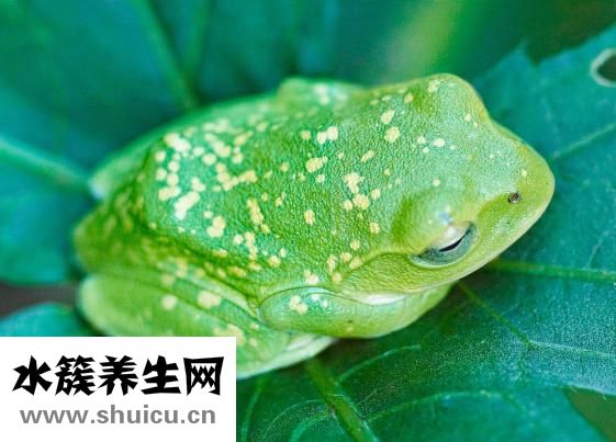 鱿鱼的热量高吗
