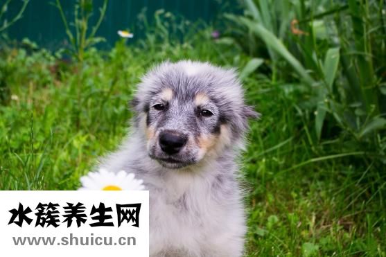 苏菜代表菜名