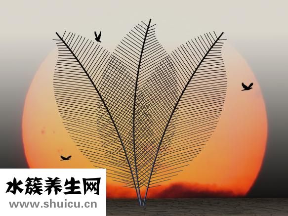 斜方肌疼痛