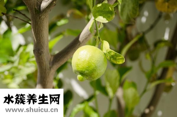腹部怎样减肥