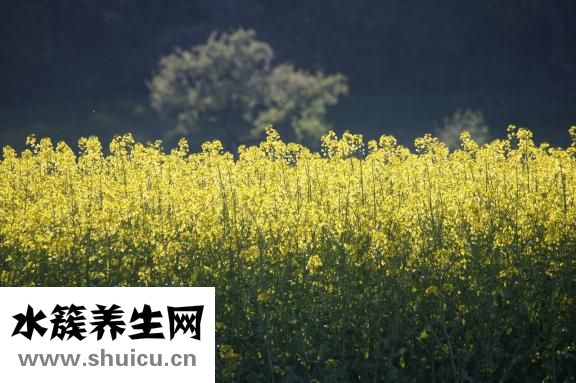 油菜可以生吃吗