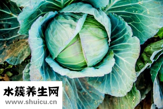 圆白菜炒饼