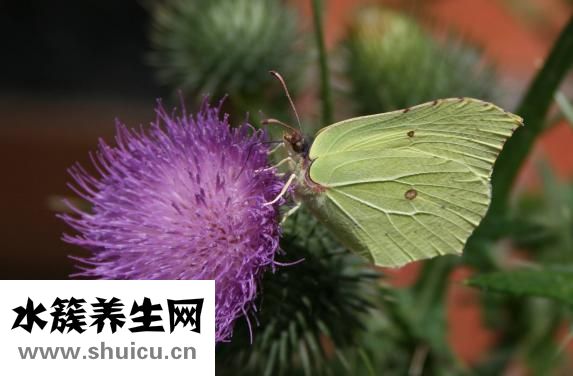 辣白菜拌面