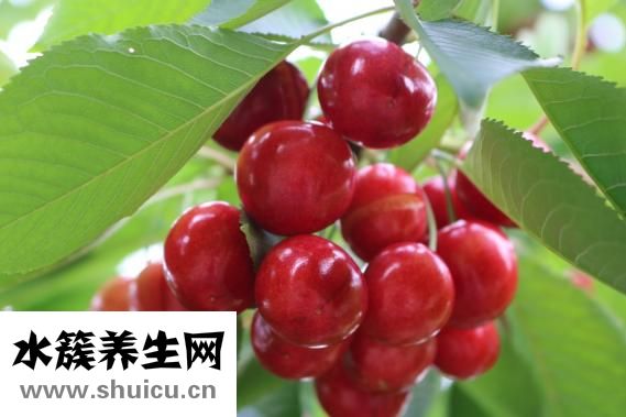 樱花树结樱桃吗