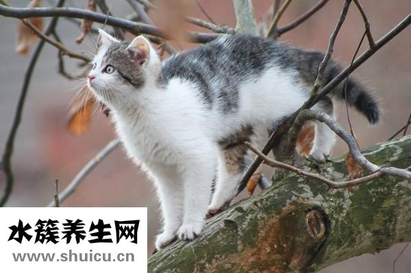 水晶咕咾肉