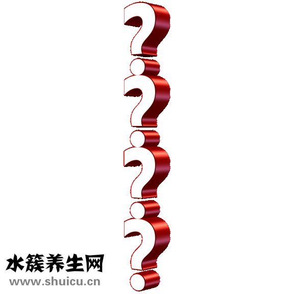 野生当归图片
