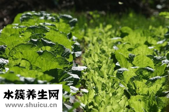 辣白菜拌面