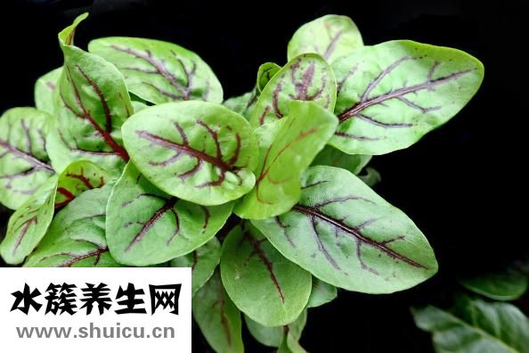 香蕉可以蒸着吃吗