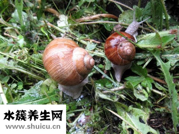 粘液腺囊肿