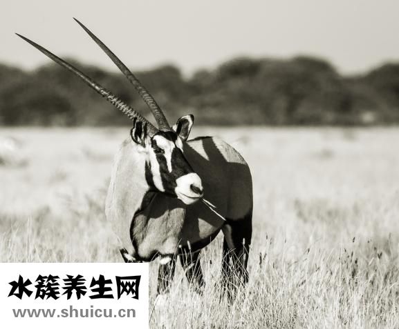 胎儿不入盆