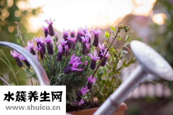 素包子热量