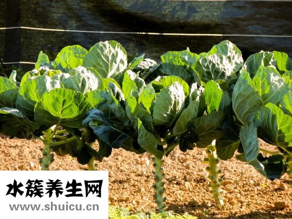 圆白菜炒饼
