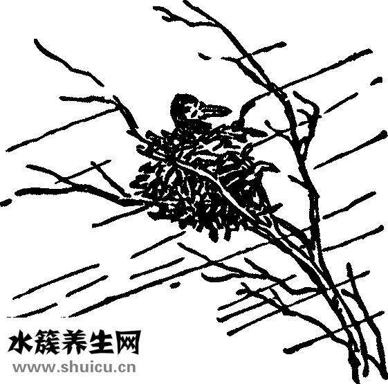 雪燕和燕窝的区别