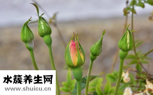 西洋参上火还是降火