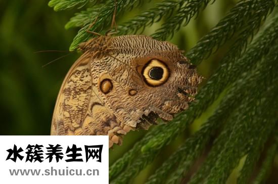 熊胆滴眼液