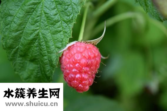 洋葱炒鸡蛋的危害
