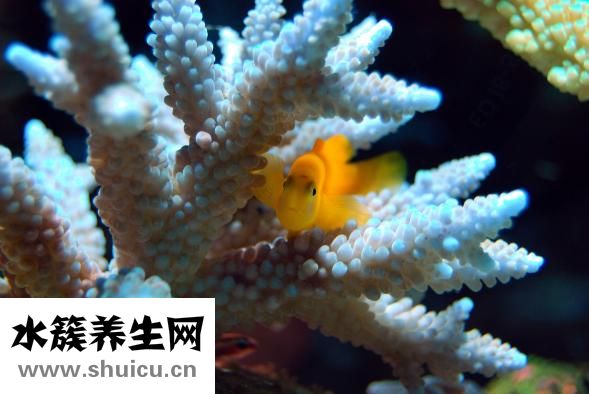 珊瑚的价格