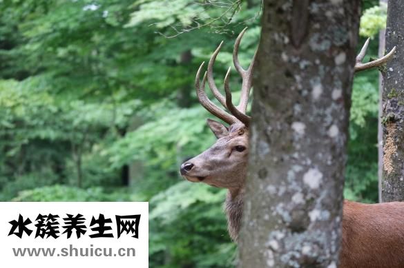 野生当归图片