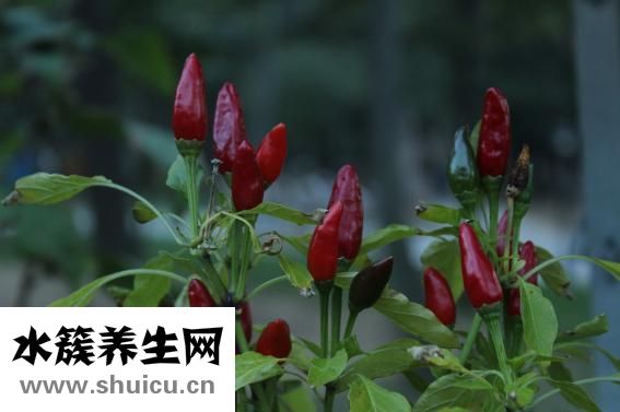笋的做法大全家常