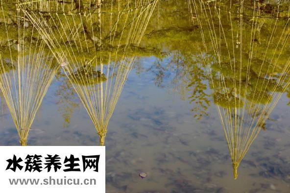 蛇盘疮的症状