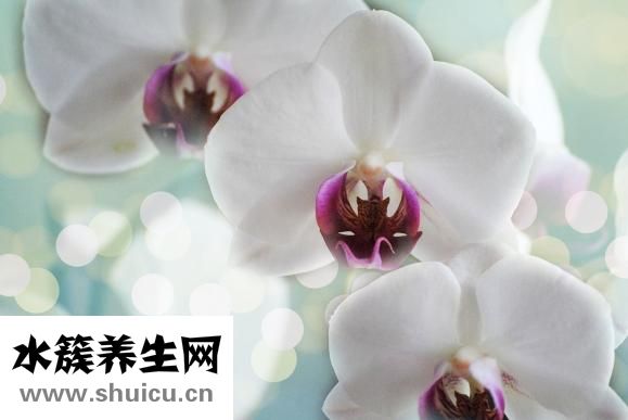 情感障碍症