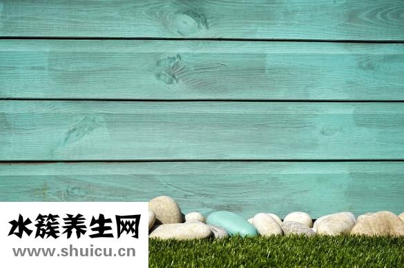 樱花树结樱桃吗