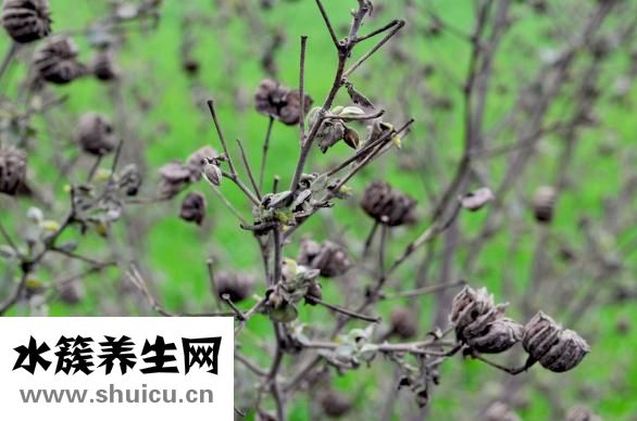 野生当归图片