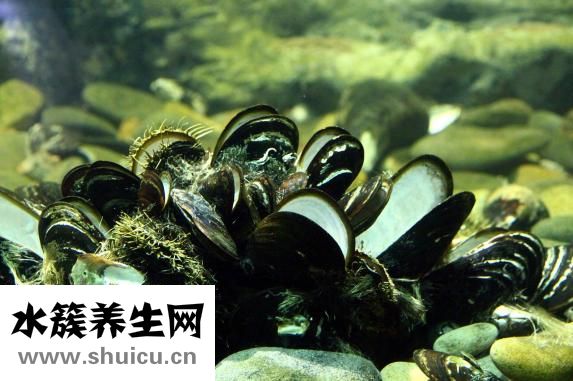 生蚝和牡蛎的区别