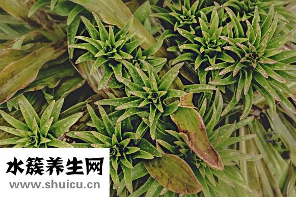 海藻的功效与作用