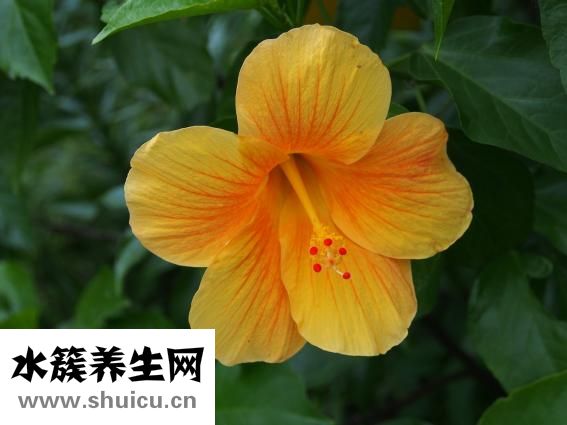 痔瘘是什么症状