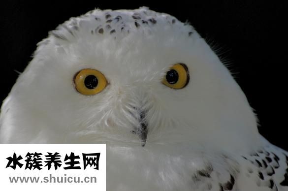 眼皮红肿是什么原因