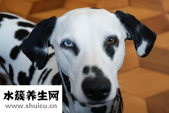 雄蜂蛹的功效与作用