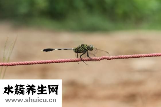 黄桃是发物吗