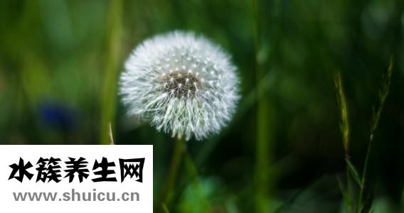 野生蒲公英图片