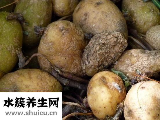 土豆豆角炖肉好吃吗？一起来看看！