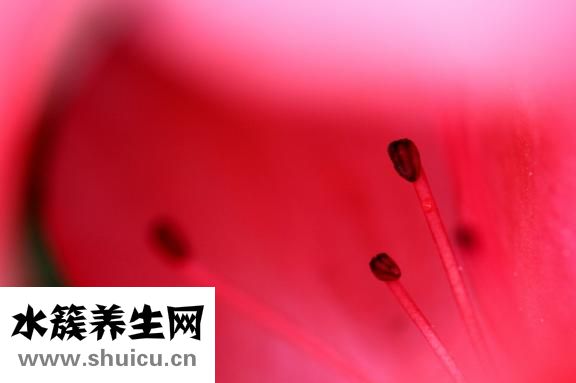 阳起石的功效与作用