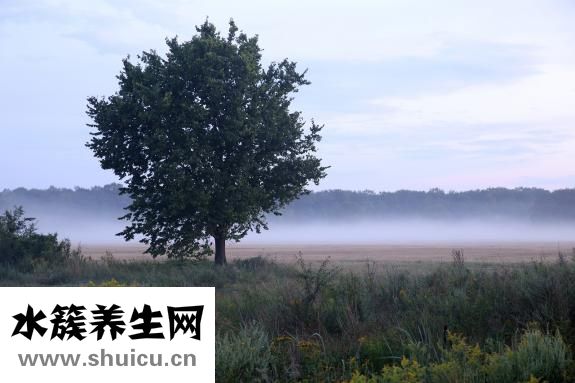 马蹄子图片