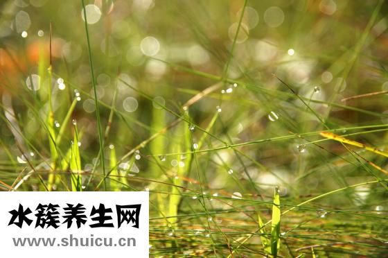 鱼腥草的功效