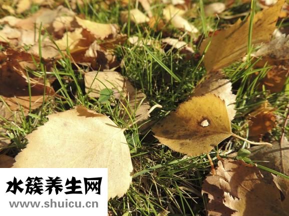 通便灵胶囊