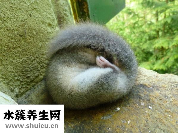 薄荷油的功效与作用