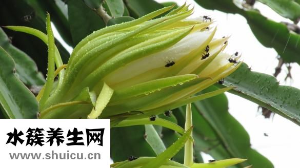 怀孕可以吃樱桃吗