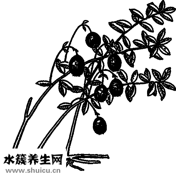 鱼腥草的功效