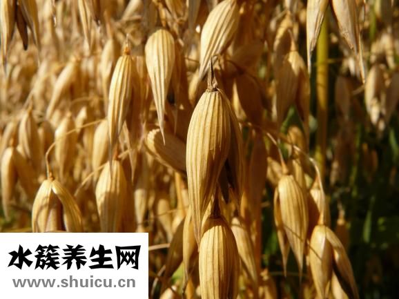 燕麦上火吗