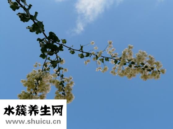 阻生牙一定要拔吗