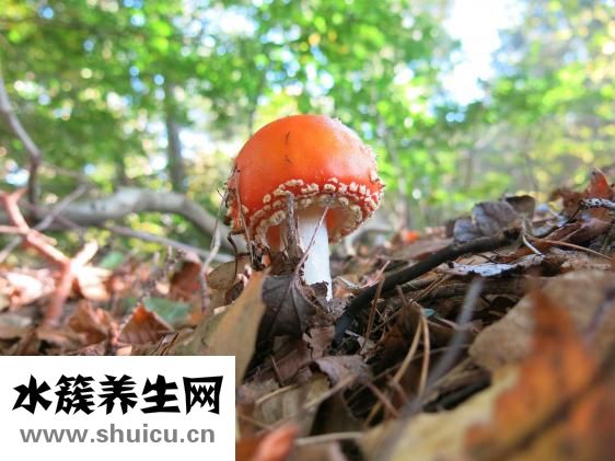 沙白汤的做法大全